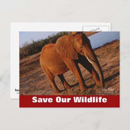 Big Red Save Our Wildlife Carte postale (Devant / Derrière)