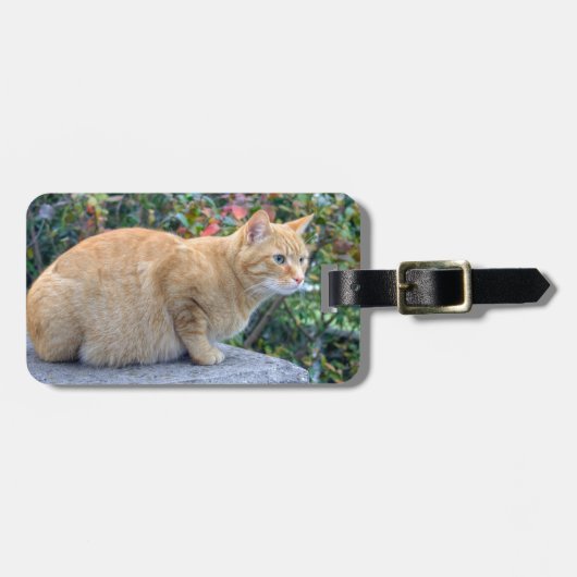 Big Red Tabby Bagagelabel (Voorkant horizontaal)