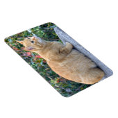 Big Red Tabby Magneet (Rechterzijde)