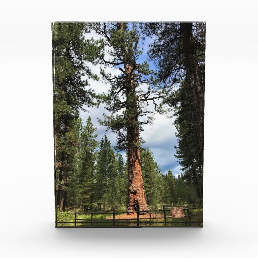 Big Red Tree, La Pine, OF Fotoblokken (Voorkant)