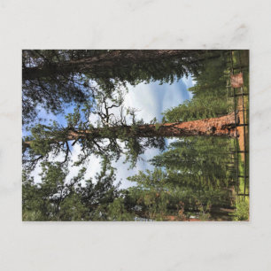 Big Red Tree, La Pine, Oregon Briefkaart