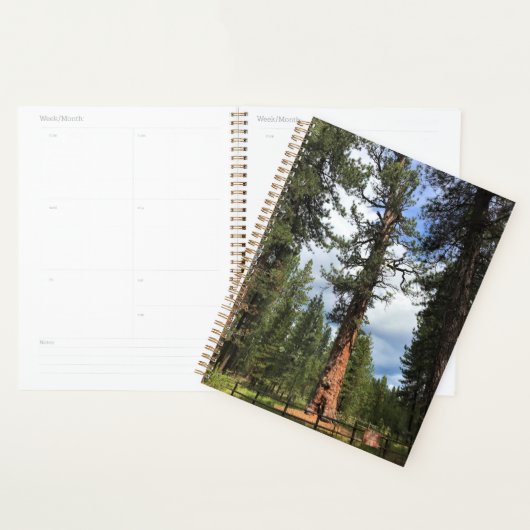 Big Red Tree, La Pine OU (Devant avec enveloppe)