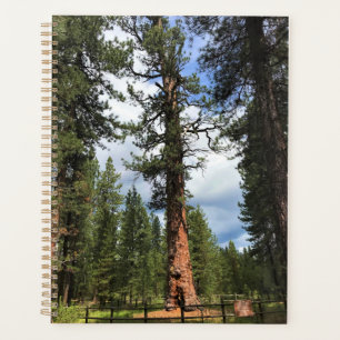 Big Red Tree, La Pine OU