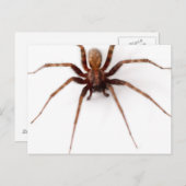 Big Scary Spider Briefkaart (Voorkant / Achterkant)