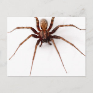Big Scary Spider Briefkaart