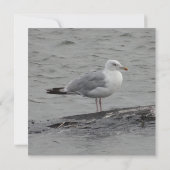 Big seagul Flat Card (Achterkant)