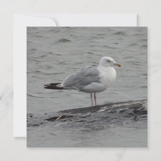 Big seagul Flat Card (Voorkant)