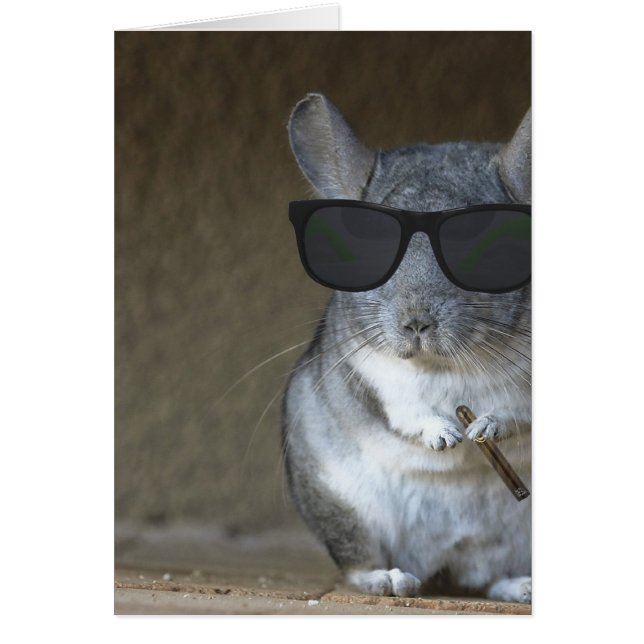 Big Shot Chinchilla (Voorkant)