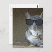 Big Shot Chinchilla Briefkaart (Voorkant / Achterkant)