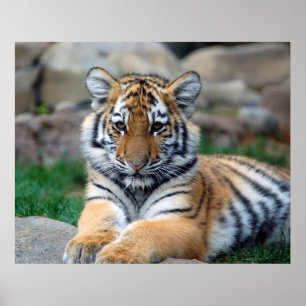 Big Tiger Cub Poster