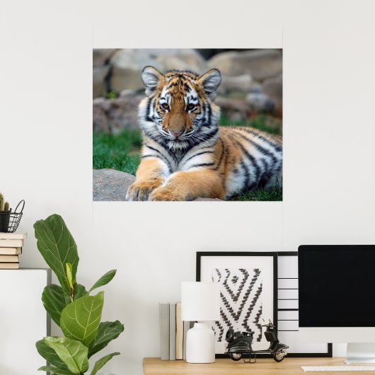 Big Tiger Cub Poster (Thuiskantoor)