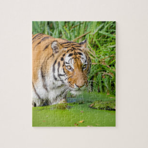 Big Tiger zwemt met groene olie Legpuzzel