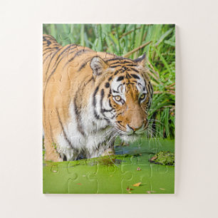 Big Tiger zwemt met groene olie Legpuzzel
