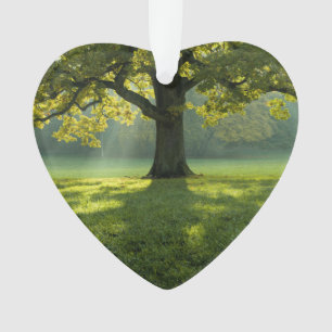 Big Tree Forest Photo personnalisée