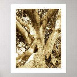 Big Tree Fotografie Sepia Zwart-wit Poster