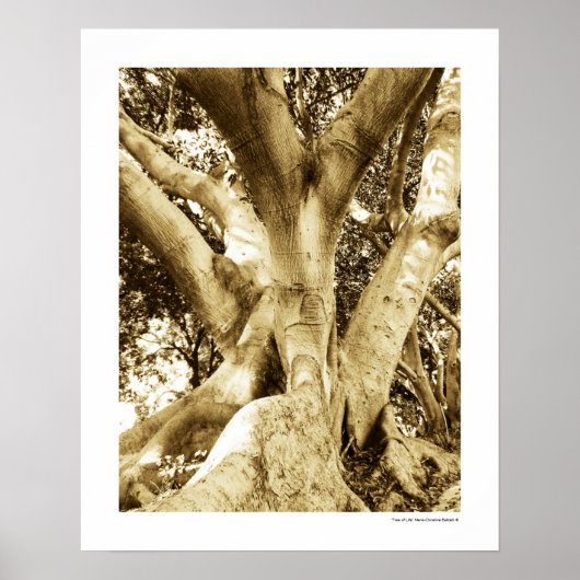 Big Tree Fotografie Sepia Zwart-wit Poster (Voorkant)