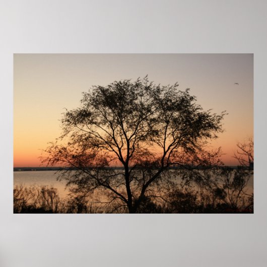 Big Tree-Poster Poster (Voorkant)