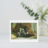 Big Tree Wawona, Mariposa Grove, CA Briefkaart (Staand voorkant)