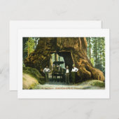 Big Tree Wawona, Mariposa Grove, CA Briefkaart (Voorkant / Achterkant)