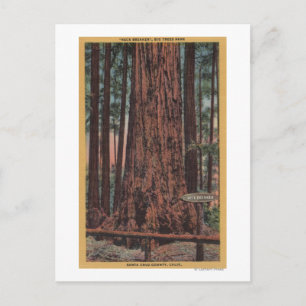Big Trees State Park, CA - Neck Breaker Tree Briefkaart