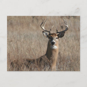 Big Trophy Buck Deer in Tall Grass Briefkaart