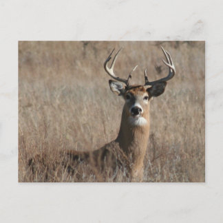 Big Trophy Buck Deer in Tall Grass Briefkaart