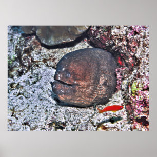 Big Ugly Eel Poster