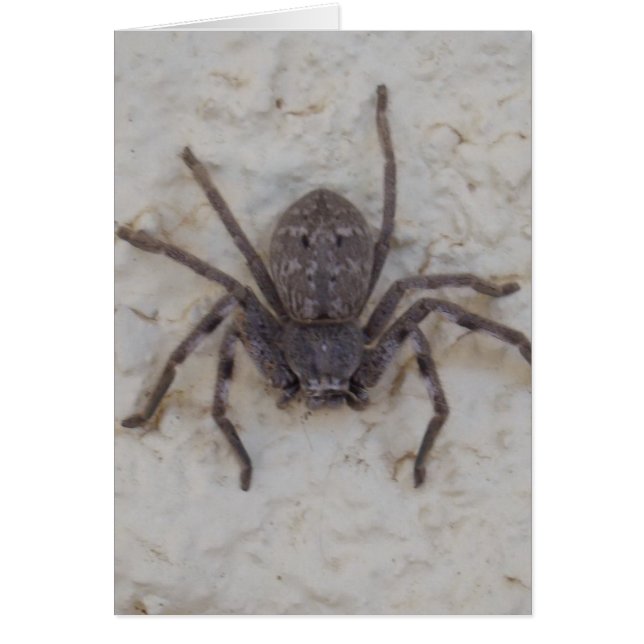 Big Vrouw Huntsman Spider (Voorkant)