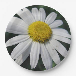 Big White Daisy Papieren Bordje