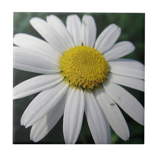 Big White Daisy   Tegeltje (Voorkant)