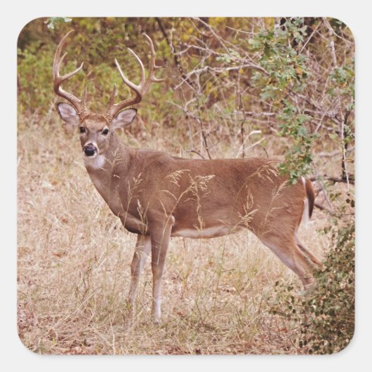 Big White Tailed Deer Buck Antlers Sticker (Voorkant)