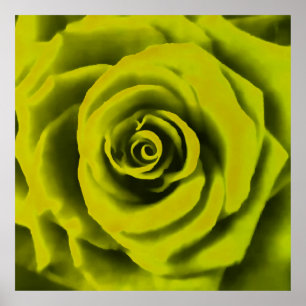 Big Yellow Rose Poster