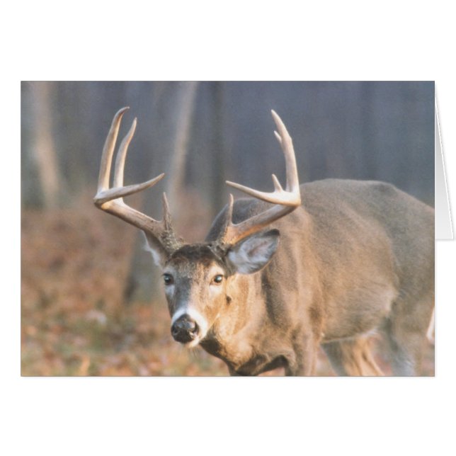 BigBoy (Devant horizontal)