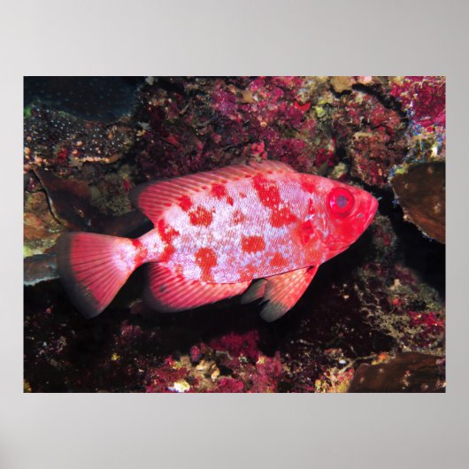 Bigeye Poster (Voorkant)