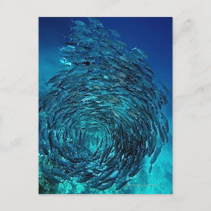Bigeye trevally (Caranx sexfasciatus), zwemmen Briefkaart