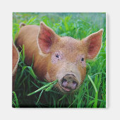 biggen kauwen gras magneet (Voorkant)