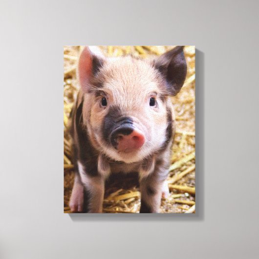 biggetje canvas afdruk (Voorkant)