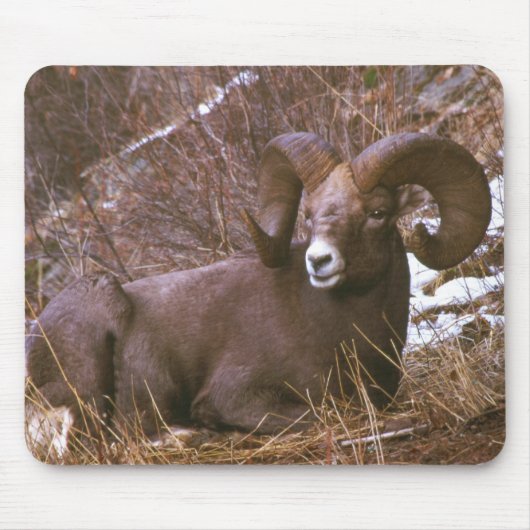 Bighorn Ram Muismat (Voorkant)