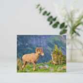 Bighorn schaap briefkaart (Staand voorkant)