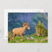 Bighorn schaap briefkaart (Voorkant / Achterkant)