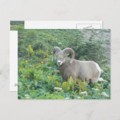 bighorn schaap briefkaart (Voorkant / Achterkant)