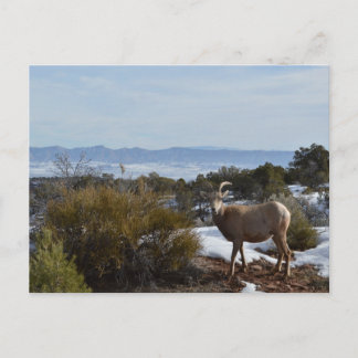 bighorn schaap briefkaart
