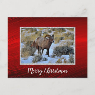 Bighorn Schaap Sneeuw Foto Kerstmis Briefkaart