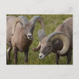 Bighorn schapen in het Badlands National Park Briefkaart