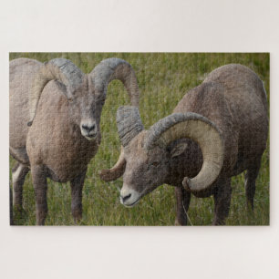 Bighorn schapen in het Badlands National Park Legpuzzel