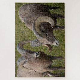 Bighorn schapen in het Badlands National Park Legpuzzel