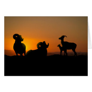 Bighorn Sheep