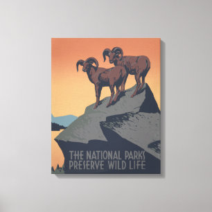 Bighorn Sheep American West Wildlife Canvas Afdruk