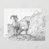 Bighorn Sheep Briefkaart (Voorkant / Achterkant)