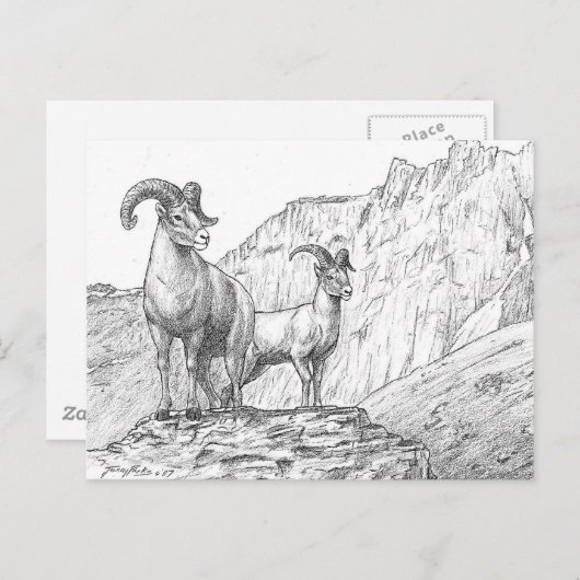 Bighorn Sheep Briefkaart (Voorkant / Achterkant)